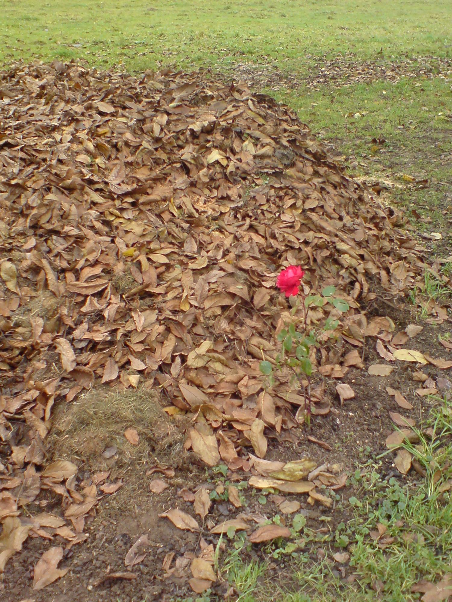 Rose auf Mist am 20.11.2008