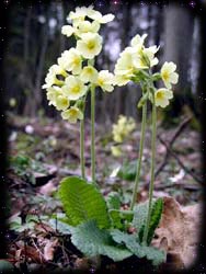 Schlüsselblume1 Schlüsselblume1